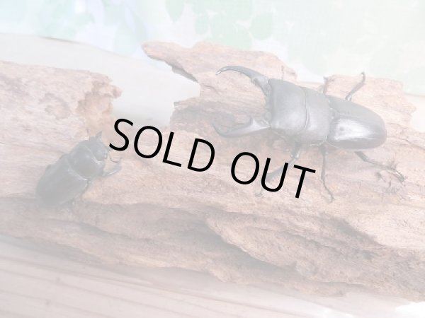 画像5: 和歌山県産☆WD☆本土ヒラタクワガタ♂58.5ミリ♀フリーサイズペア販売!! (5)