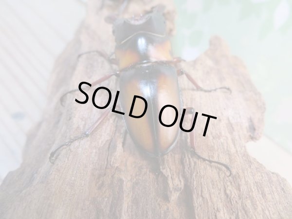 画像3: ☆美麗人気種☆新成虫！ミラビリスノコギリクワガタ♂62ミリ♀33ミリペア販売！！ (3)