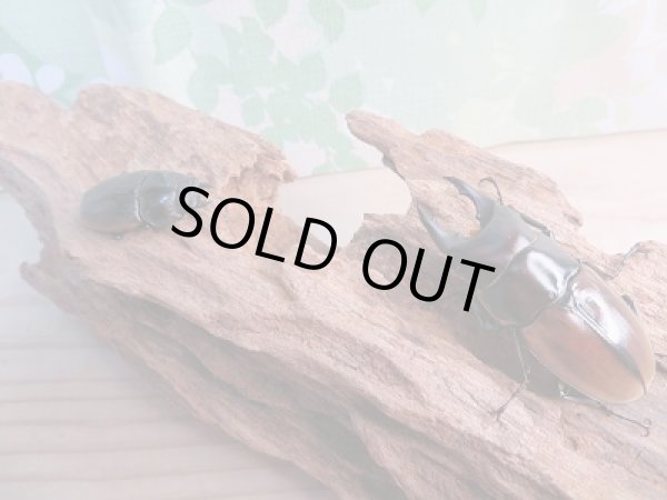 画像5: 新成虫☆F5☆ハスタートノコギリクワガタ（亜種ナカゴメイ）♂56ミリ♀36ミリペア販売！！ (5)