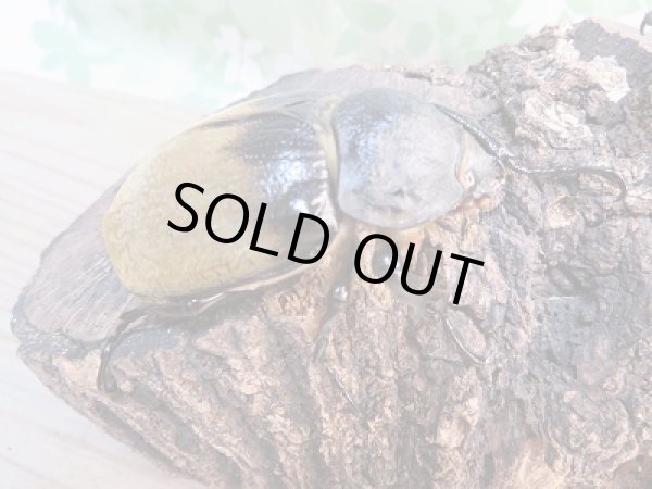 画像4: ☆新成虫☆イイジマゾウカブト♂85ミリ♀65ミリ別血統ペア販売!! (4)