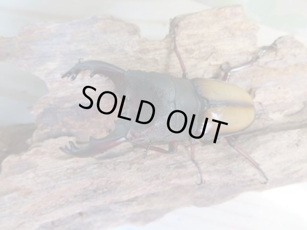 画像2: 大人気種☆F1☆ウムハンギノコギリクワガタ♂68ミリ♀38ミリペア販売！！ (2)