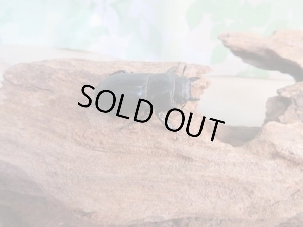 画像4: 和歌山県産☆WD☆本土ヒラタクワガタ♂46.5ミリ♀フリーサイズペア販売!! (4)