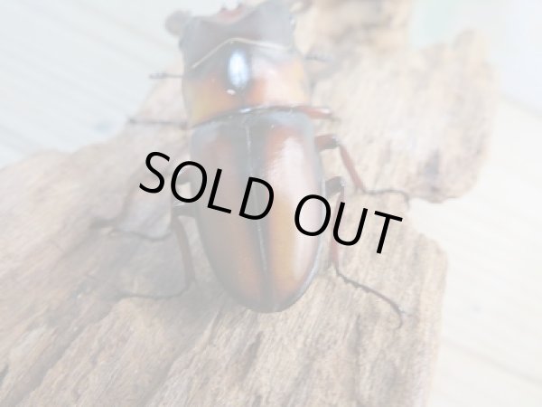 画像3: ☆美麗人気種☆新成虫！ミラビリスノコギリクワガタ♂60ミリ♀32ミリペア販売！！ (3)