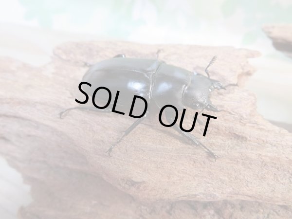 画像4: ☆新成虫☆ボーリンフタマタクワガタ（亜種バミノルム）♂65ミリ♀39ミリペア販売！！ (4)