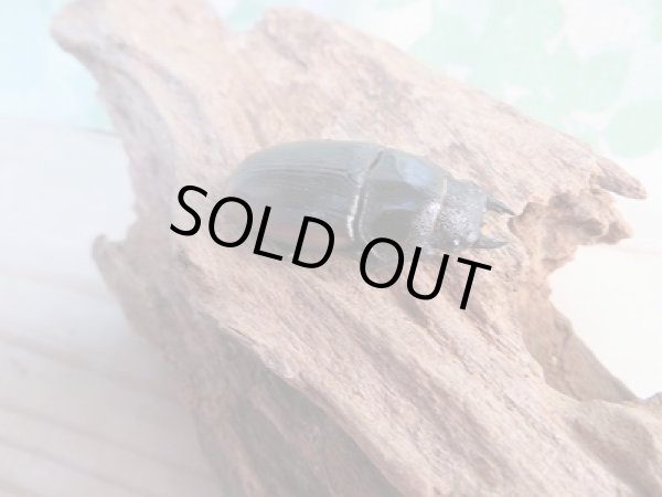 画像4: 新成虫☆F5☆ハスタートノコギリクワガタ（亜種ナカゴメイ）♂56ミリ♀36ミリペア販売！！ (4)