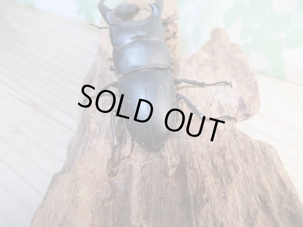 画像3: 和歌山県産☆WD☆本土ヒラタクワガタ♂60ミリ♀フリーサイズペア販売!! (3)