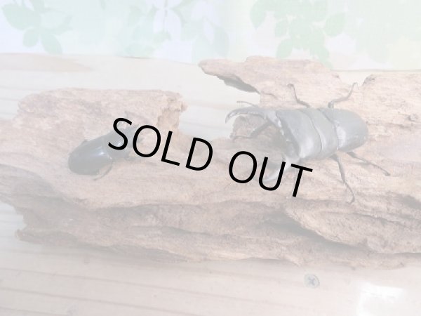 画像5: 和歌山県産☆WD☆本土ヒラタクワガタ♂60ミリ♀フリーサイズペア販売!! (5)