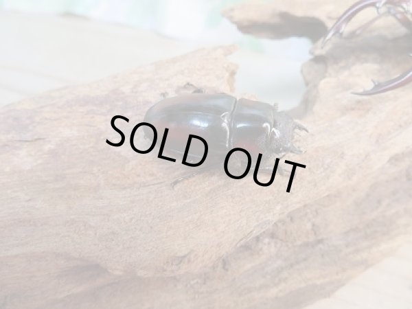 画像4: ☆美麗人気種☆新成虫！ミラビリスノコギリクワガタ♂62ミリ♀33ミリペア販売！！ (4)