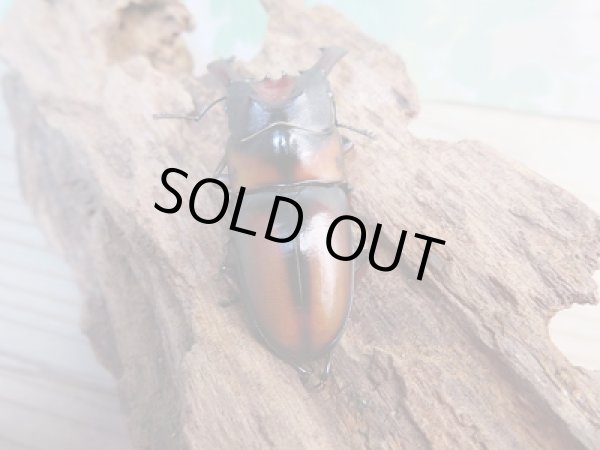 画像3: ☆美麗人気種☆新成虫！ミラビリスノコギリクワガタ♂63ミリ♀36.5ミリペア販売！！ (3)