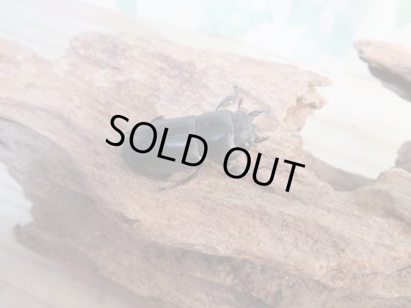 画像4: 和歌山県産☆WD☆本土ヒラタクワガタ♂60ミリ♀フリーサイズペア販売!! (4)