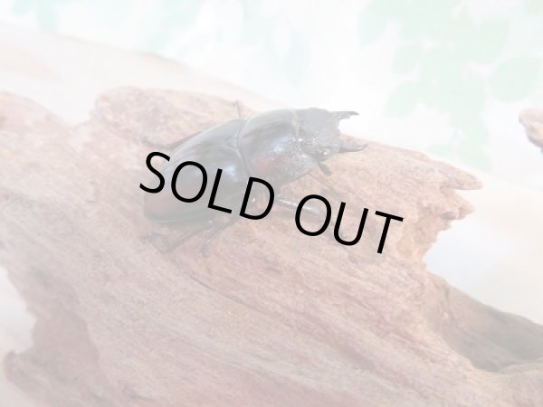 画像4: ☆美麗人気種☆新成虫！ミラビリスノコギリクワガタ♂63ミリ♀36.5ミリペア販売！！ (4)