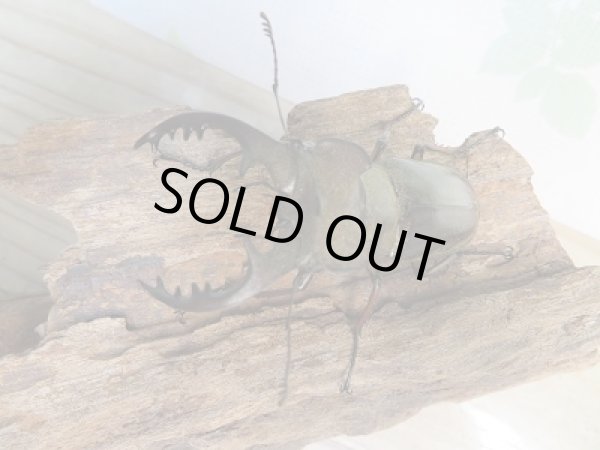 画像2: 野外採集個体☆愛媛県産☆ミヤマクワガタ♂60ミリ〜69ミリ♀フリーサイズペア販売!! (2)