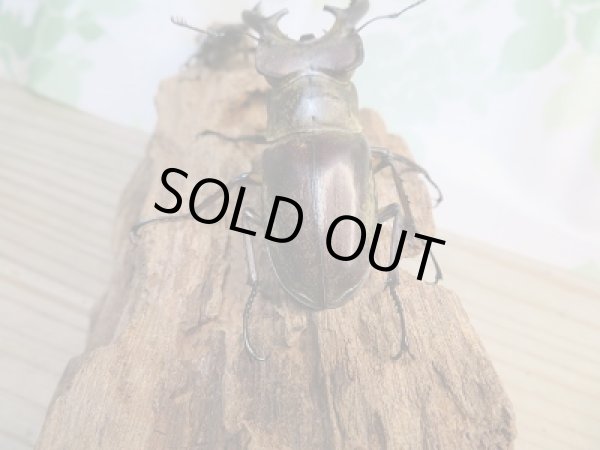 画像3: 大型!野外採集個体☆愛媛県産☆ミヤマクワガタ♂73ミリ♀フリーサイズペア販売!! (3)