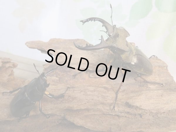 画像5: 野外採集個体☆愛媛県産☆ミヤマクワガタ♂60ミリ〜69ミリ♀フリーサイズペア販売!! (5)