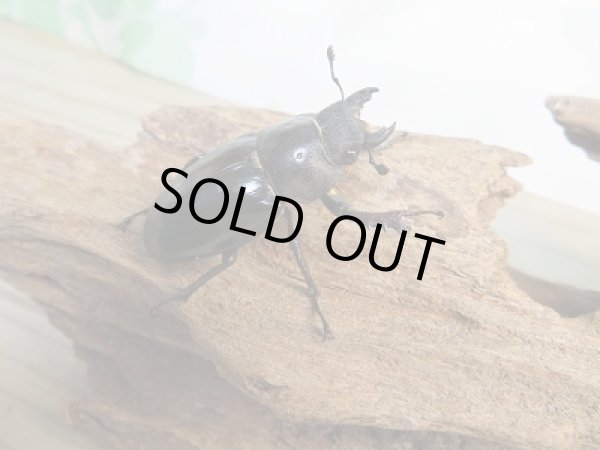 画像4: 大型!野外採集個体☆愛媛県産☆ミヤマクワガタ♂73ミリ♀フリーサイズペア販売!! (4)