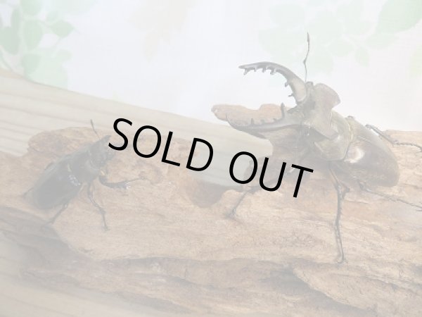 画像5: 大型!野外採集個体☆愛媛県産☆ミヤマクワガタ♂73ミリ♀フリーサイズペア販売!! (5)