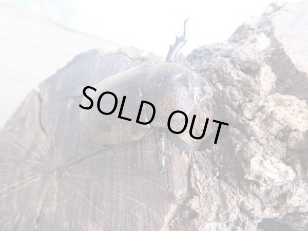 画像4: 野外採集個体☆愛媛県産☆国産カブトムシMサイズ〜Lサイズペア販売!! (4)