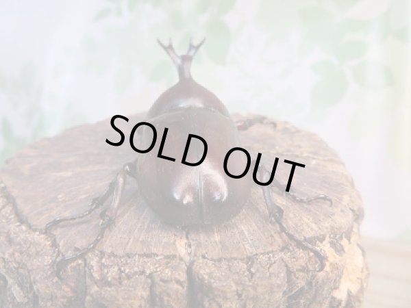 画像3: 野外採集個体☆愛媛県産☆国産カブトムシMサイズ〜Lサイズペア販売!! (3)