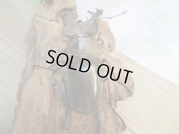 画像3: 野外採集個体☆愛媛県産☆ミヤマクワガタ♂60ミリ〜69ミリ♀フリーサイズペア販売!! (3)