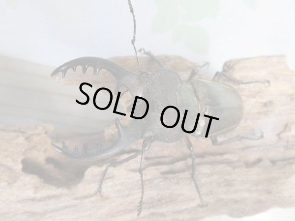 画像2: 大型!野外採集個体☆愛媛県産☆ミヤマクワガタ♂73ミリ♀フリーサイズペア販売!! (2)