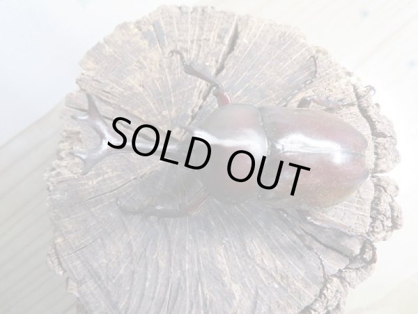 画像2: 野外採集個体☆愛媛県産☆国産カブトムシMサイズ〜Lサイズペア販売!! (2)