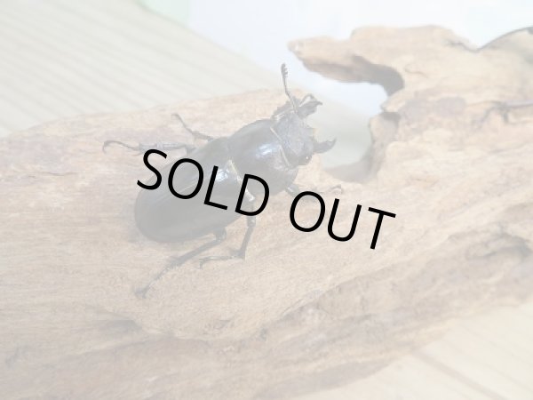 画像4: 野外採集個体☆愛媛県産☆ミヤマクワガタ♂60ミリ〜69ミリ♀フリーサイズペア販売!! (4)