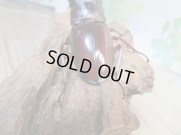 画像3: ☆新成虫☆ボーリンフタマタクワガタ（原名亜種)♂73ミリ♀38.5ミリペア販売！！ (3)