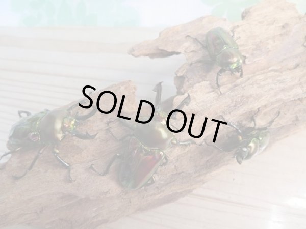 画像5: 新成虫★WW血統★ニジイロクワガタ♂50ミリ♀フリーサイズペア販売！！ (5)