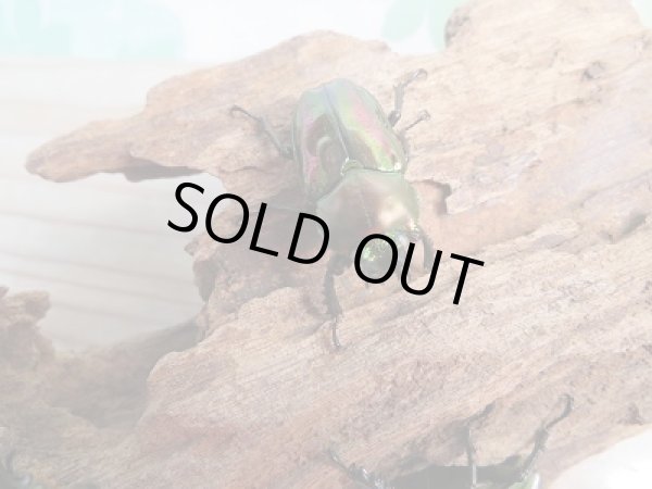 画像4: 新成虫★WW血統★ニジイロクワガタ♂50ミリ♀フリーサイズペア販売！！ (4)