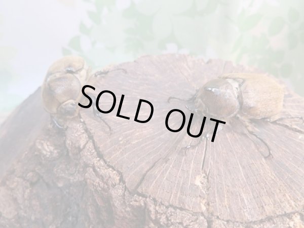 画像5: ☆新成虫☆ヨルゲンセンヒメゾウカブト(原名亜種)♂40ミリ♀フリーサイズペア販売!! (5)