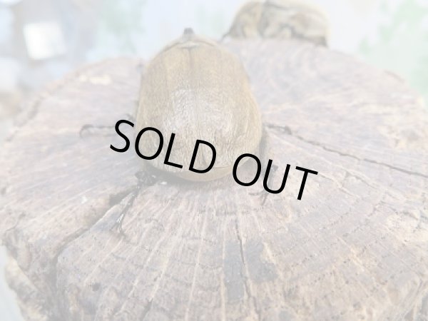 画像3: ☆新成虫☆ヨルゲンセンヒメゾウカブト(原名亜種)♂40ミリ♀フリーサイズペア販売!! (3)