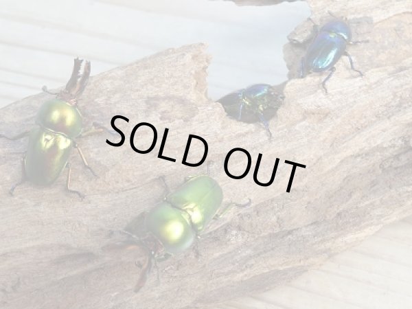 画像5: ☆新成虫☆ラトレイユキンイロクワガタ♂♀（♀人気のブルー）フリーサイズペア販売！！ (5)