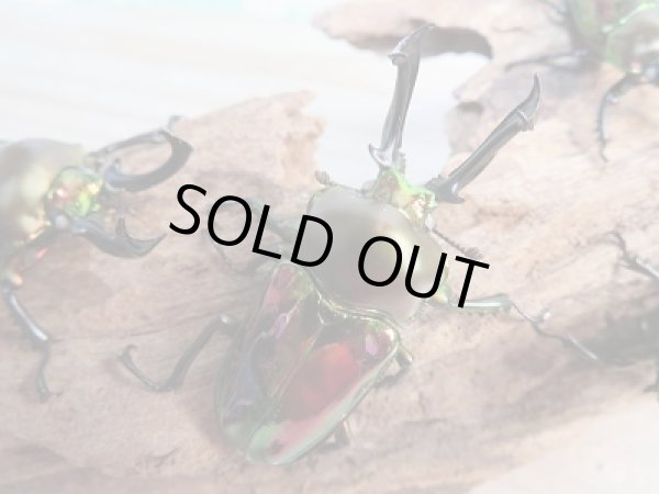 画像2: 新成虫★WW血統★ニジイロクワガタ♂50ミリ♀フリーサイズペア販売！！ (2)