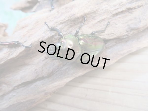 画像3: 新成虫★WW血統★ニジイロクワガタ♂50ミリ♀フリーサイズペア販売！！ (3)