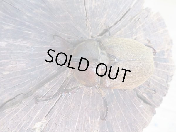 画像2: ☆新成虫☆ヨルゲンセンヒメゾウカブト(原名亜種)♂40ミリ♀フリーサイズペア販売!! (2)