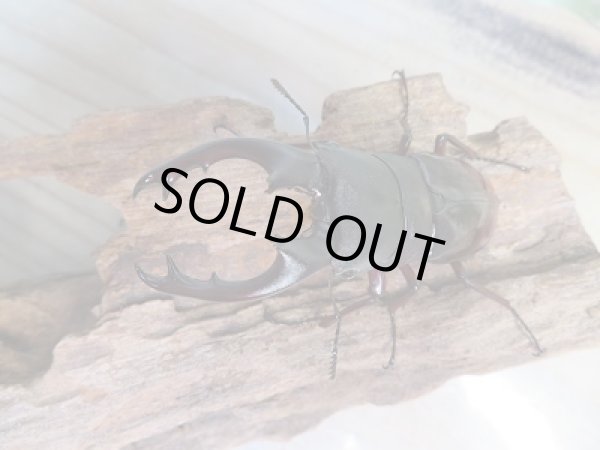 画像2: ☆新成虫☆ボーリンフタマタクワガタ（原名亜種)♂73ミリ♀38.5ミリペア販売！！ (2)