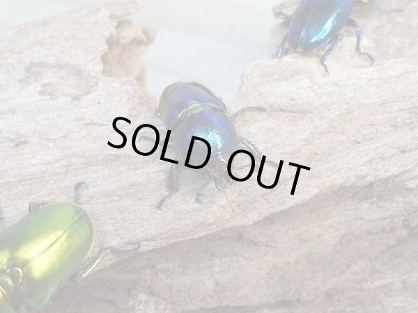 画像3: ☆新成虫☆ラトレイユキンイロクワガタ♂♀（♀人気のブルー）フリーサイズペア販売！！ (3)