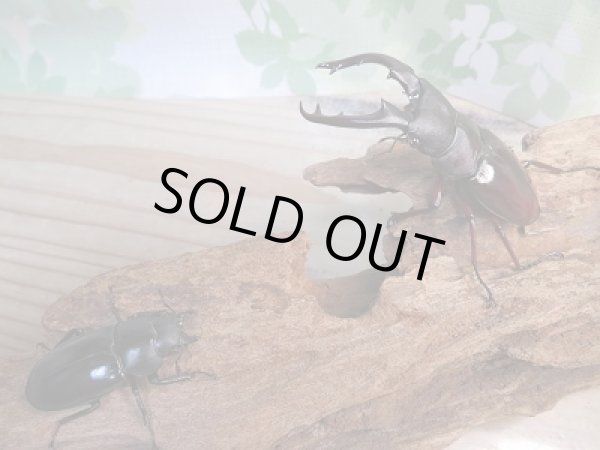 画像5: ☆新成虫☆ボーリンフタマタクワガタ（原名亜種)♂73ミリ♀38.5ミリペア販売！！ (5)