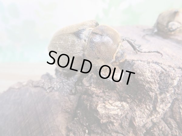 画像4: ☆新成虫☆ヨルゲンセンヒメゾウカブト(原名亜種)♂40ミリ♀フリーサイズペア販売!! (4)