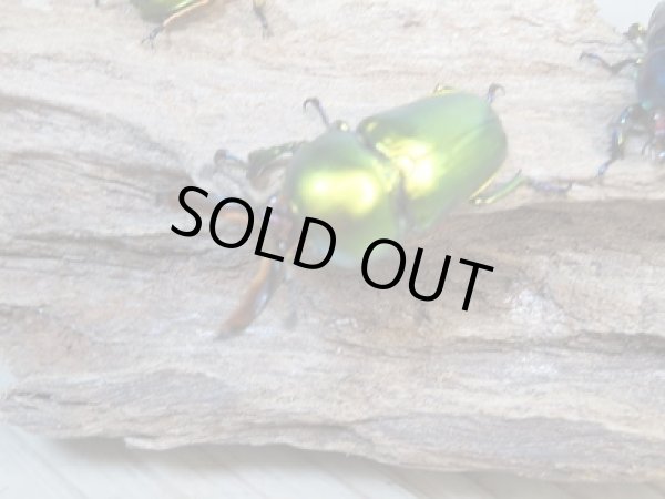 画像2: ☆新成虫☆ラトレイユキンイロクワガタ♂♀（♀人気のブルー）フリーサイズペア販売！！ (2)