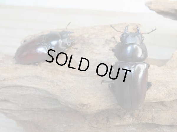 画像4: 新成虫☆WF1☆アローコクワガタ(原名亜種)♂49ミリ♀39ミリペア+♀35ミリ計3頭トリオ販売!! (4)