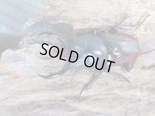 画像2: 新成虫☆WF1☆アローコクワガタ(原名亜種)♂49ミリ♀39ミリペア+♀35ミリ計3頭トリオ販売!! (2)