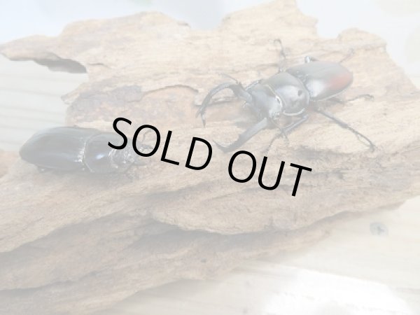 画像5: 人気種☆WF3☆海南シカクワガタ♂45ミリ♀31ミリ別血統ペア販売!! (5)