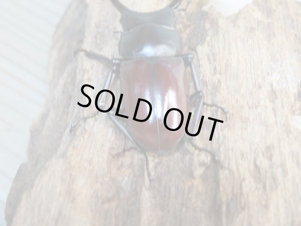 画像3: 新成虫☆WF1☆アローコクワガタ(原名亜種)♂49ミリ♀39ミリペア+♀35ミリ計3頭トリオ販売!! (3)