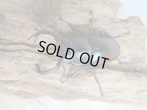 画像2: 人気種☆WF3☆海南シカクワガタ♂45ミリ♀31ミリ別血統ペア販売!! (2)