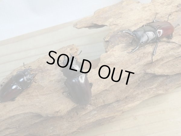 画像5: 新成虫☆WF1☆アローコクワガタ(原名亜種)♂49ミリ♀39ミリペア+♀35ミリ計3頭トリオ販売!! (5)