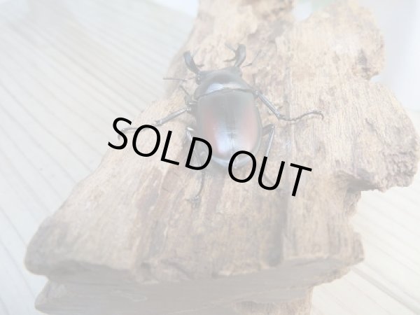 画像3: 人気種☆WF3☆海南シカクワガタ♂45ミリ♀31ミリ別血統ペア販売!! (3)