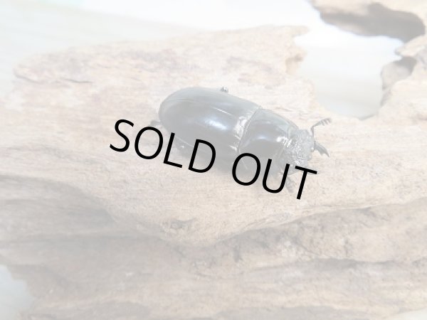 画像4: 人気種☆WF3☆海南シカクワガタ♂45ミリ♀31ミリ別血統ペア販売!! (4)