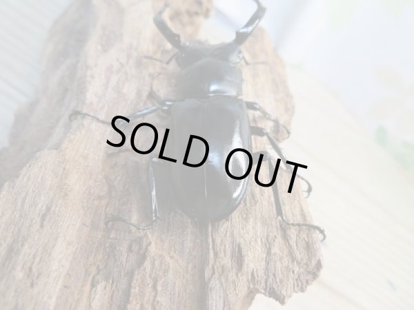 画像3: 今季ブリード用☆DV産☆ウエストウッディオオシカクワガタ♂64単品販売！！ (3)