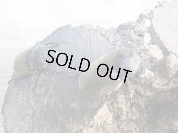 画像4: 野外採集個体!和歌山県産☆国産カブトムシ♂Sサイズ〜Mサイズ1ペア+Lサイズ1ペア 計2ペアセット販売!! (4)